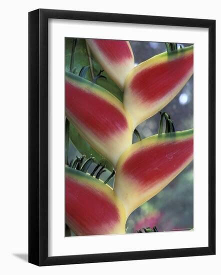 Heliconia, South America-Gavriel Jecan-Framed Photographic Print