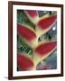 Heliconia, South America-Gavriel Jecan-Framed Photographic Print