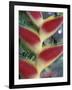 Heliconia, South America-Gavriel Jecan-Framed Photographic Print