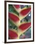 Heliconia, South America-Gavriel Jecan-Framed Photographic Print