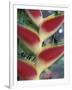 Heliconia, South America-Gavriel Jecan-Framed Photographic Print