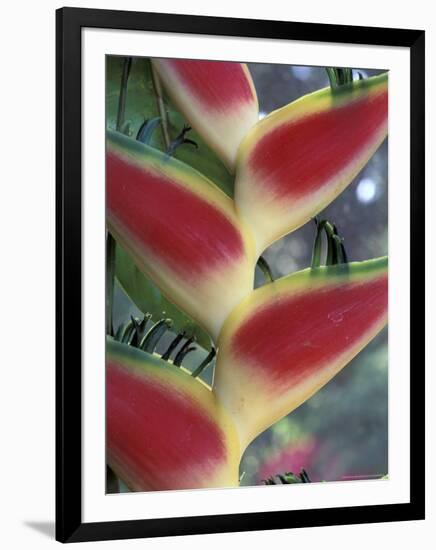 Heliconia, South America-Gavriel Jecan-Framed Photographic Print