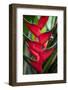 Heliconia Stricta Huber Flower. Costa Rica. Central America-Tom Norring-Framed Photographic Print