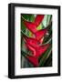 Heliconia Stricta Huber Flower. Costa Rica. Central America-Tom Norring-Framed Photographic Print