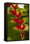 Heliconia Tropical Flowers, Roatan, Honduras-Lisa S. Engelbrecht-Framed Stretched Canvas