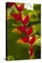 Heliconia Tropical Flowers, Roatan, Honduras-Lisa S. Engelbrecht-Stretched Canvas