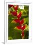 Heliconia Tropical Flowers, Roatan, Honduras-Lisa S. Engelbrecht-Framed Premium Photographic Print
