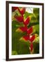 Heliconia Tropical Flowers, Roatan, Honduras-Lisa S. Engelbrecht-Framed Premium Photographic Print