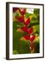 Heliconia Tropical Flowers, Roatan, Honduras-Lisa S. Engelbrecht-Framed Photographic Print