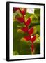 Heliconia Tropical Flowers, Roatan, Honduras-Lisa S. Engelbrecht-Framed Photographic Print