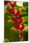 Heliconia Tropical Flowers, Roatan, Honduras-Lisa S. Engelbrecht-Mounted Photographic Print