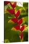 Heliconia Tropical Flowers, Roatan, Honduras-Lisa S. Engelbrecht-Stretched Canvas