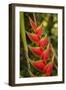 Heliconia Tropical Flowers, Roatan, Honduras-Lisa S. Engelbrecht-Framed Photographic Print