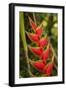 Heliconia Tropical Flowers, Roatan, Honduras-Lisa S. Engelbrecht-Framed Photographic Print