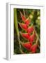 Heliconia Tropical Flowers, Roatan, Honduras-Lisa S. Engelbrecht-Framed Photographic Print