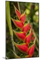 Heliconia Tropical Flowers, Roatan, Honduras-Lisa S. Engelbrecht-Mounted Photographic Print