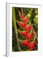 Heliconia Tropical Flowers, Roatan, Honduras-Lisa S. Engelbrecht-Framed Photographic Print