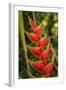 Heliconia Tropical Flowers, Roatan, Honduras-Lisa S. Engelbrecht-Framed Photographic Print