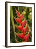 Heliconia Tropical Flowers, Roatan, Honduras-Lisa S. Engelbrecht-Framed Photographic Print