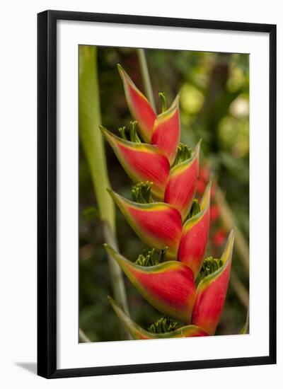 Heliconia Tropical Flowers, Roatan, Honduras-Lisa S. Engelbrecht-Framed Photographic Print