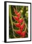 Heliconia Tropical Flowers, Roatan, Honduras-Lisa S. Engelbrecht-Framed Photographic Print