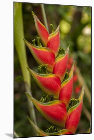 Heliconia Tropical Flowers, Roatan, Honduras-Lisa S. Engelbrecht-Mounted Photographic Print