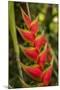 Heliconia Tropical Flowers, Roatan, Honduras-Lisa S. Engelbrecht-Mounted Photographic Print