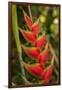 Heliconia Tropical Flowers, Roatan, Honduras-Lisa S. Engelbrecht-Framed Photographic Print