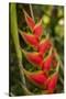 Heliconia Tropical Flowers, Roatan, Honduras-Lisa S. Engelbrecht-Stretched Canvas