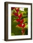 Heliconia Tropical Flowers, Roatan, Honduras-Lisa S. Engelbrecht-Framed Photographic Print