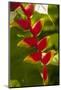 Heliconia Tropical Flowers, Roatan, Honduras-Lisa S. Engelbrecht-Mounted Photographic Print