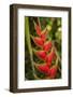 Heliconia Tropical Flowers, Roatan, Honduras-Lisa S. Engelbrecht-Framed Photographic Print