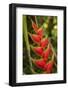 Heliconia Tropical Flowers, Roatan, Honduras-Lisa S. Engelbrecht-Framed Photographic Print