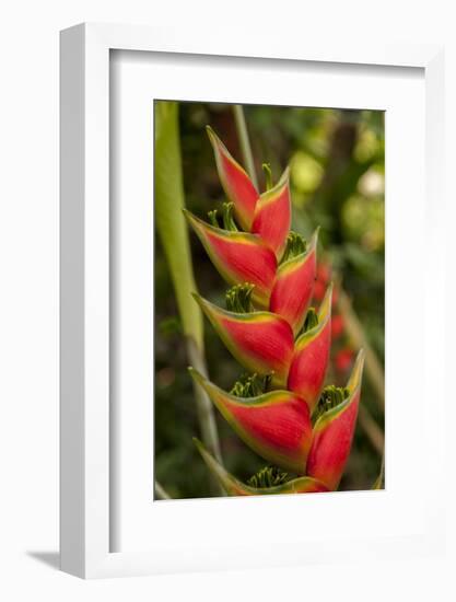 Heliconia Tropical Flowers, Roatan, Honduras-Lisa S. Engelbrecht-Framed Photographic Print