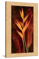 Heliconia-John Seba-Stretched Canvas