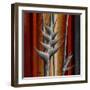 Heliconias and Stripes III-Patricia Pinto-Framed Art Print