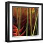 Heliconias En Naranja I-Patricia Pinto-Framed Art Print