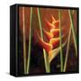Heliconias En Naranja II-Patricia Pinto-Framed Stretched Canvas