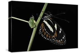 Heliconius Atthis (Atthis Longwing, False Zebra Longwing) - Female-Paul Starosta-Stretched Canvas