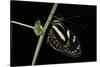 Heliconius Atthis (Atthis Longwing, False Zebra Longwing) - Female-Paul Starosta-Stretched Canvas