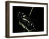 Heliconius Atthis (Atthis Longwing, False Zebra Longwing) - Female-Paul Starosta-Framed Photographic Print