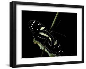 Heliconius Atthis (Atthis Longwing, False Zebra Longwing) - Female-Paul Starosta-Framed Photographic Print