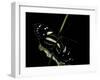 Heliconius Atthis (Atthis Longwing, False Zebra Longwing) - Female-Paul Starosta-Framed Photographic Print