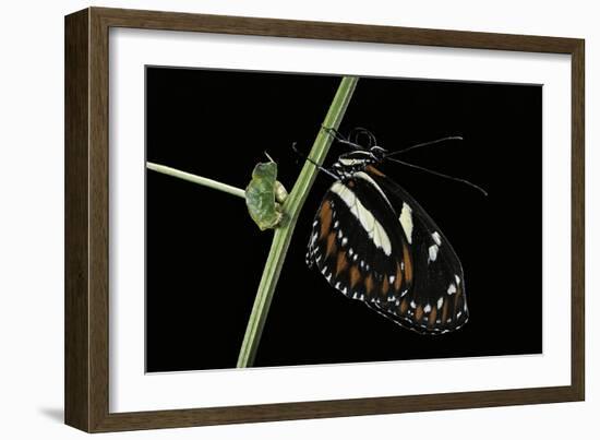 Heliconius Atthis (Atthis Longwing, False Zebra Longwing) - Female-Paul Starosta-Framed Photographic Print