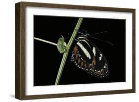 Heliconius Atthis (Atthis Longwing, False Zebra Longwing) - Female-Paul Starosta-Framed Photographic Print