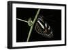 Heliconius Atthis (Atthis Longwing, False Zebra Longwing) - Female-Paul Starosta-Framed Photographic Print