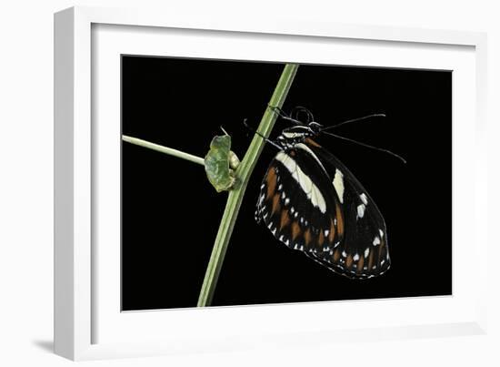 Heliconius Atthis (Atthis Longwing, False Zebra Longwing) - Female-Paul Starosta-Framed Photographic Print