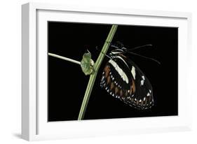 Heliconius Atthis (Atthis Longwing, False Zebra Longwing) - Female-Paul Starosta-Framed Photographic Print