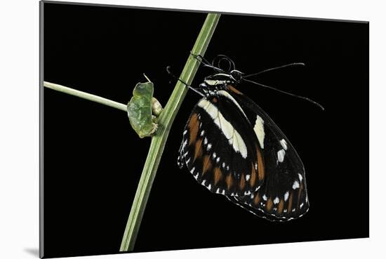 Heliconius Atthis (Atthis Longwing, False Zebra Longwing) - Female-Paul Starosta-Mounted Photographic Print