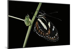 Heliconius Atthis (Atthis Longwing, False Zebra Longwing) - Female-Paul Starosta-Mounted Photographic Print